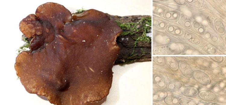 2020-04-28 21_29_09-Pachyella Boud. 1907