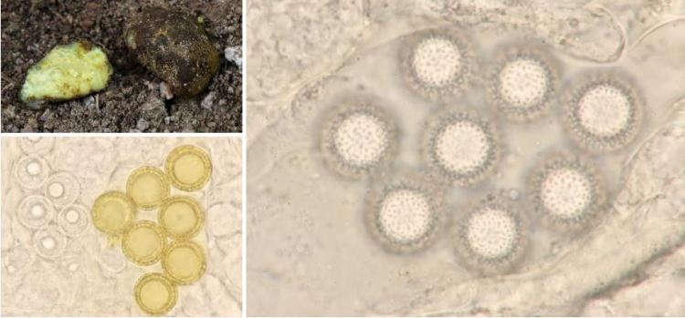 2020-04-28 21_30_09-Pachyphlodes Zobel 1854