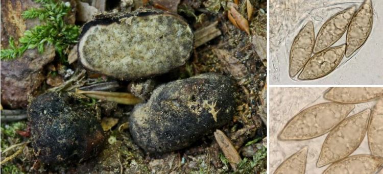 2020-04-28 21_54_36-Leucangium Quél. 1883