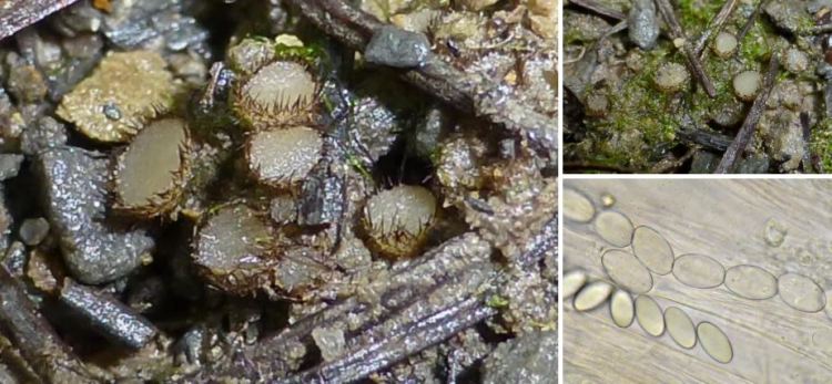 2020-04-28 21_55_29-Paratrichophaea Trigaux 1985