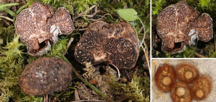 2020-04-28 22_27_55-Fischerula Mattir. 1928