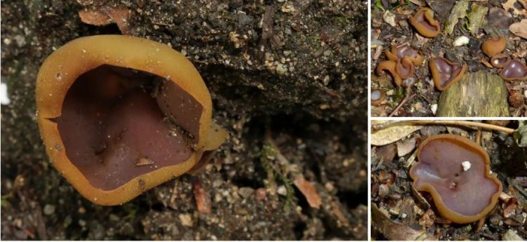 2020-05-03 00_12_12-Sporen ornamentiert