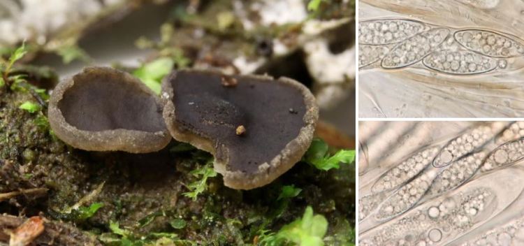 2020-05-03 16_53_42-Pindara Velen. 1934