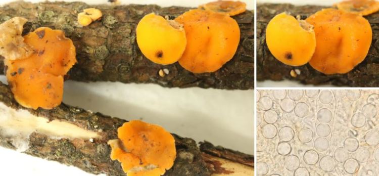 2020-05-03 17_25_22-Pithya Fuckel 1870