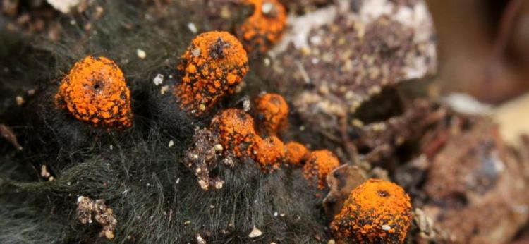 2020-05-08 15_44_44-Plectania Fuckel 1870