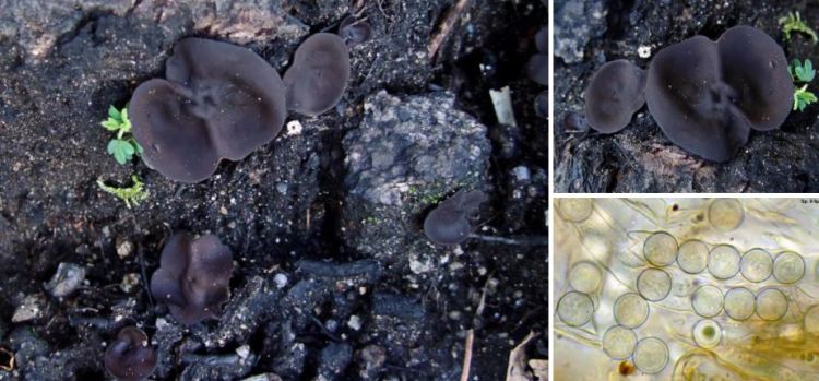 2020-05-08 16_04_38-Plicaria Fuckel 1870