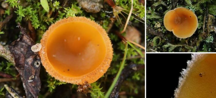 2020-05-08 16_19_28-Pseudaleuria Lusk 1987