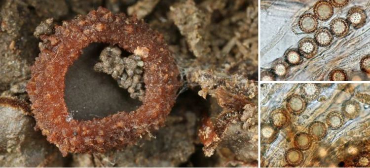 2020-05-08 16_46_11-Seite bearbeiten ‹ all-about-funghi.org — WordPress