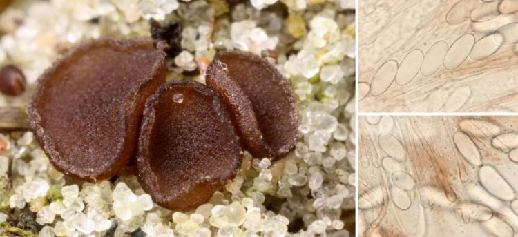 2020-05-08 17_47_34-Pseudombrophila Boud. 1885