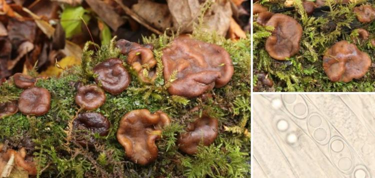 2020-05-11 14_46_07-Psilopezia Berk. 1847