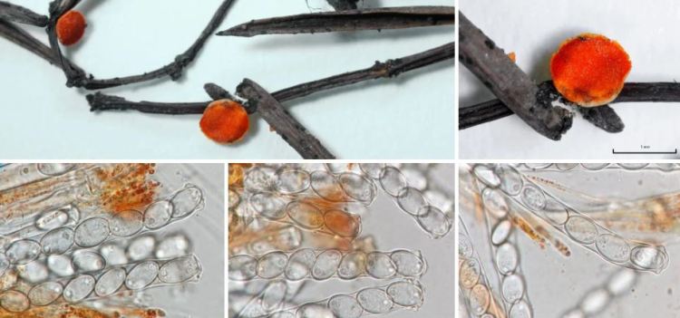 2020-05-11 16_29_13-Seite bearbeiten ‹ all-about-funghi.org — WordPress