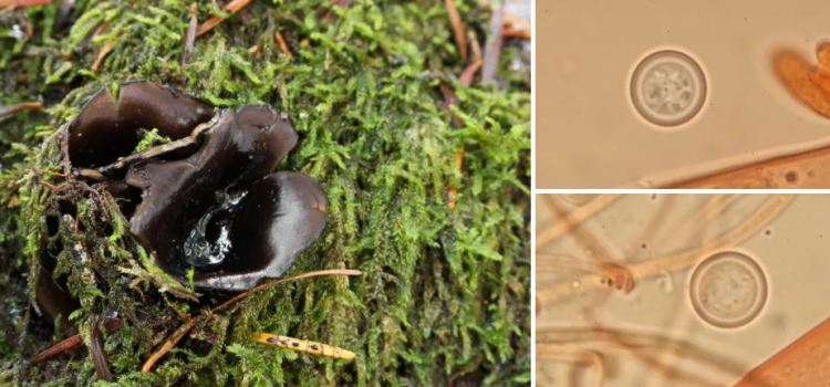 2020-05-11 21_04_40-Seite bearbeiten ‹ all-about-funghi.org — WordPress