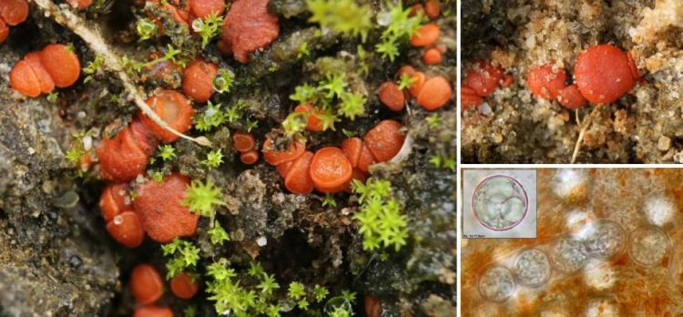 2020-05-11 22_20_18-Pulvinula Boud. 1885