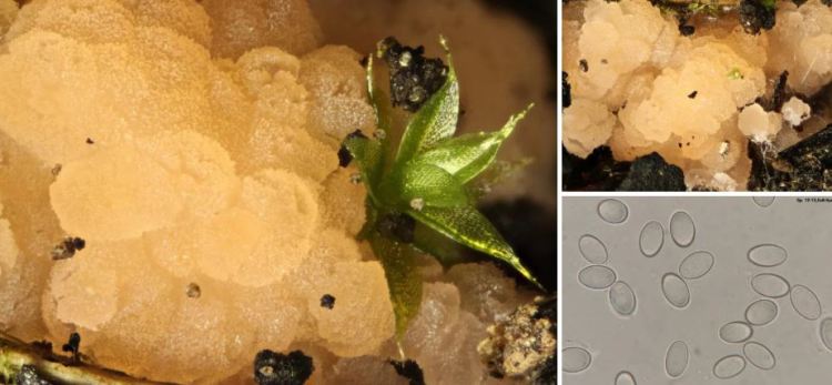 2020-05-11 22_40_46-Pyronema Carus 1834