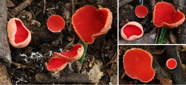 2020-05-12 13_42_24-Seite bearbeiten ‹ all-about-funghi.org — WordPress