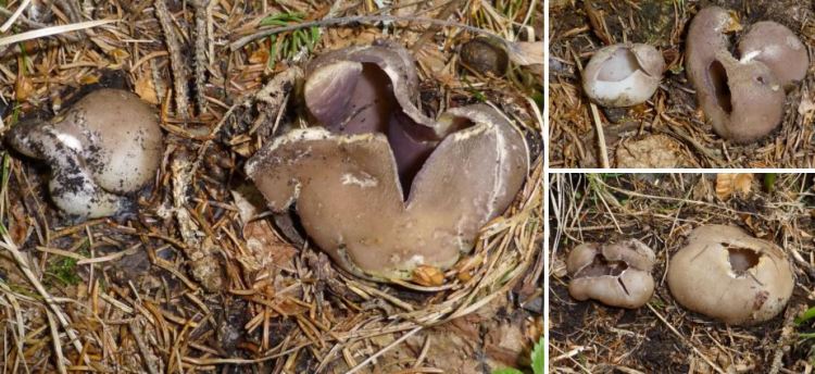 2020-05-12 20_52_18-Sarcosphaera Auersw. 1869