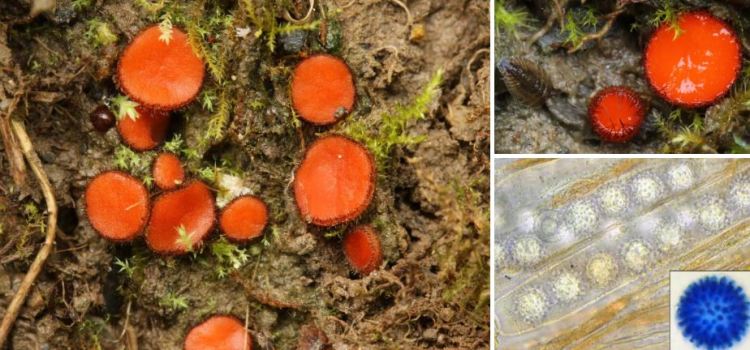 2020-05-13 19_56_16-Scutellinia (Cooke) Lambotte 1887