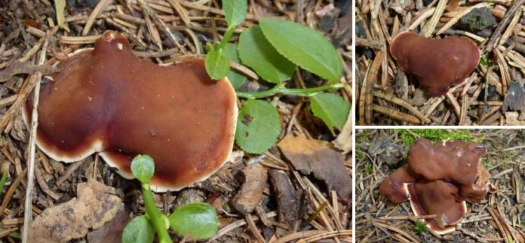 2020-05-13 20_42_20-Seite bearbeiten ‹ all-about-funghi.org — WordPress