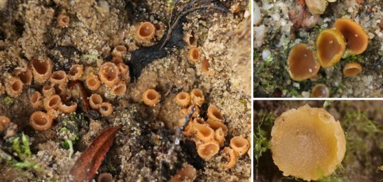 2020-05-13 21_02_08-Seite bearbeiten ‹ all-about-funghi.org — WordPress