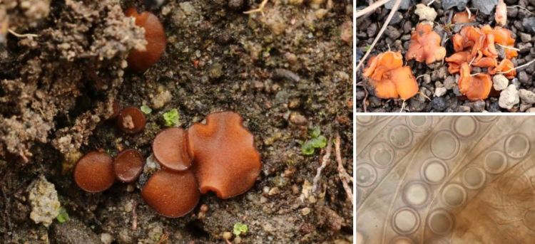 2020-05-13 21_23_30-Sphaerosporella (Svrček) Svrček & Kubička 1961