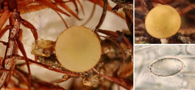 2020-05-13 22_03_25-Spooneromyces T. Schumach. & J. Moravec 1989