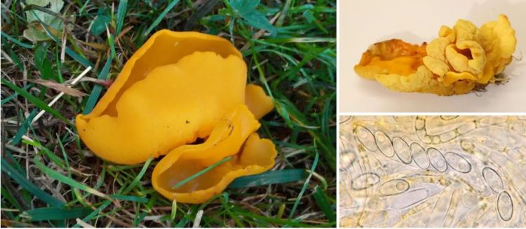 2020-05-13 22_18_40-Sowerbyella Nannf. 1938