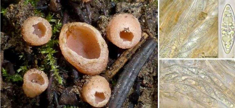 2020-05-14 10_45_46-Rhodoscypha Dissing & Sivertsen 1983