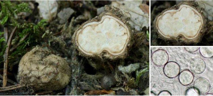 2020-05-14 11_22_08-Hydnocystis Tul. & C. Tul. 1844