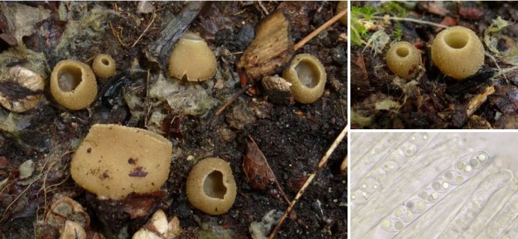 2020-05-14 12_16_38-Tarzetta (Cooke) Lambotte 1887