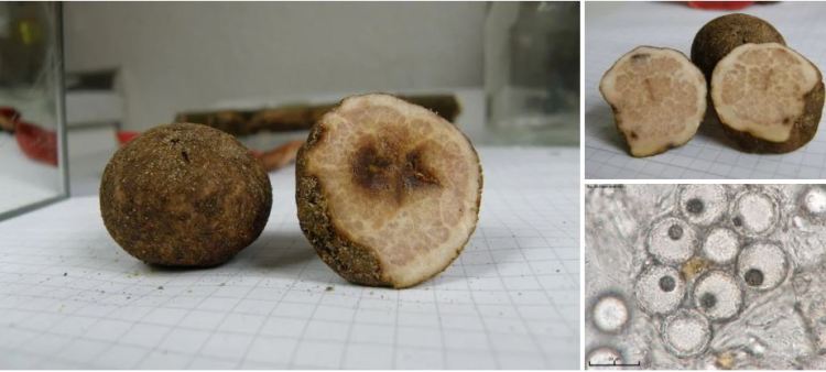 2020-05-14 13_07_15-Terfezia (Tul. & C. Tul.) Tul. & C. Tul. 1851