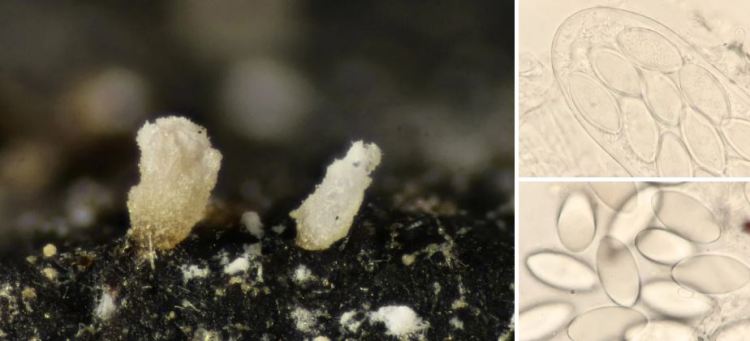 2020-05-14 14_41_43-Thecotheus Boud. 1869