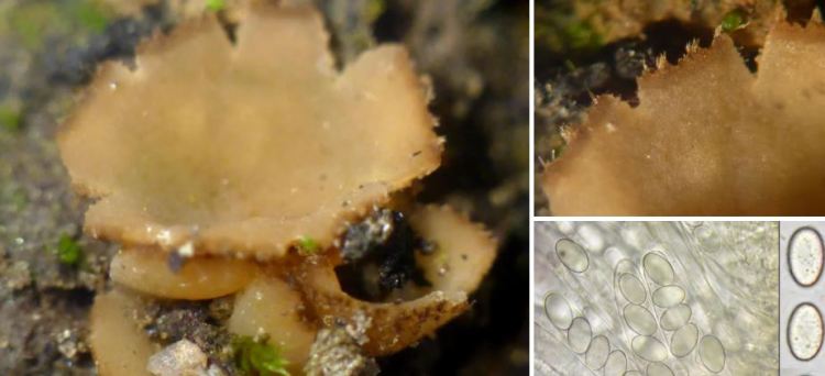 2020-05-14 15_19_54-Tricharina Eckblad 1968