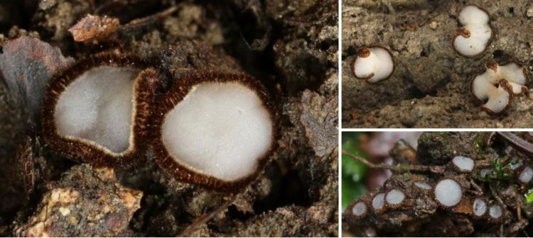 2020-05-14 17_00_08-Trichophaea Boud. 1885