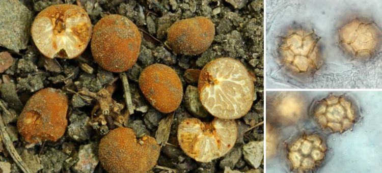 2020-05-14 22_31_06-Tuber P. Micheli ex F.H. Wigg. 1780