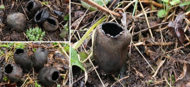 2020-05-14 22_51_02-Urnula Fr. 1849