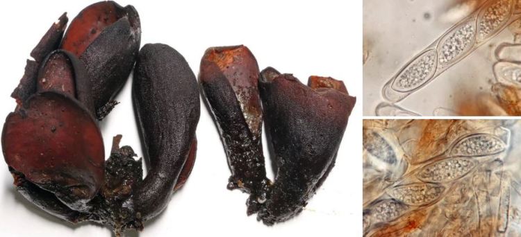 2020-05-14 23_33_48-Seite bearbeiten ‹ all-about-funghi.org — WordPress