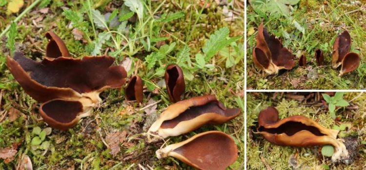 2020-05-14 23_45_41-Seite bearbeiten ‹ all-about-funghi.org — WordPress