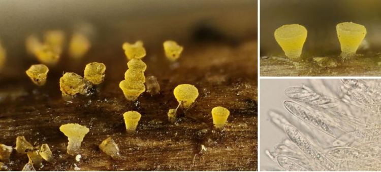 2020-05-15 18_28_54-Allophylaria (P. Karst.) P. Karst. 1870