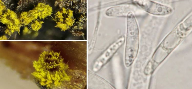 2020-05-19 16_56_31-Amicodisca Svrček 1987