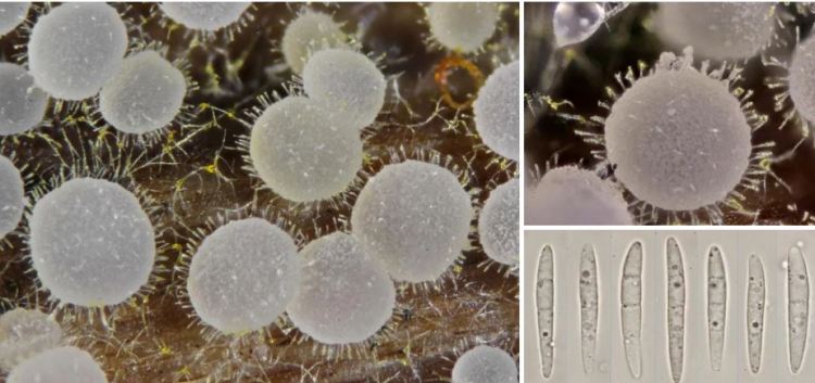 2020-05-20 23_51_46-Arachnopeziza Fuckel 1870