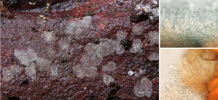 2020-05-22 17_40_11-Ascocorticium Bref. 1891