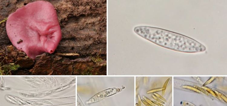 2020-05-23 23_35_11-Ascocoryne J.W. Groves & D.E. Wilson 1967