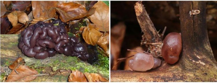 2020-05-24 12_52_19-Ascotremella Seaver 1930