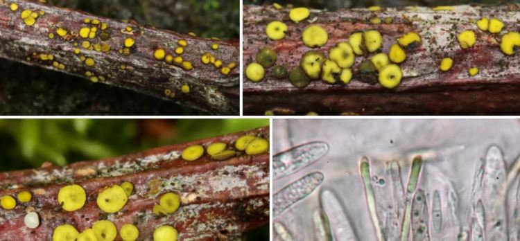 2020-05-24 13_57_55-Belonopsis (Sacc.) Rehm 1891