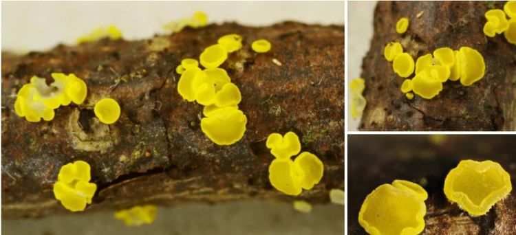 2020-05-24 19_35_47-Bisporella Sacc. 1884