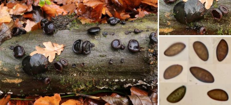 2020-05-27 18_30_25-Bulgaria Fr. 1822