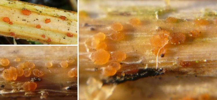 2020-05-28 12_52_15-Calloria Fr. 1836